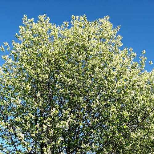 Prunus padus - Bird Cherry - Future Forests