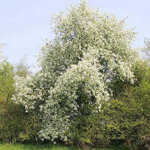 Prunus padus - Bird Cherry - Future Forests