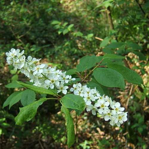 Prunus padus - Bird Cherry - Future Forests