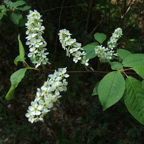 Prunus padus - Bird Cherry - Future Forests