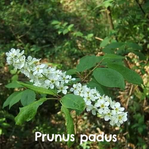 Wildlife Fruiting Hedge Mix - Future Forests