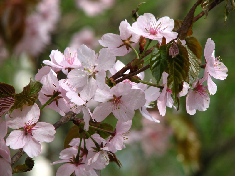 Prunus sargentii