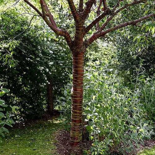 Prunus serrula - Tibetan cherry - Future Forests