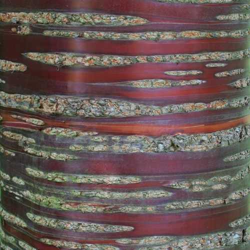 Prunus serrula - Tibetan cherry - Future Forests