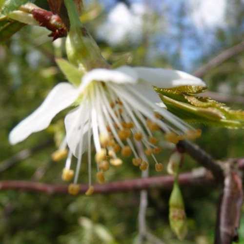 Prunus serrula - Tibetan cherry - Future Forests