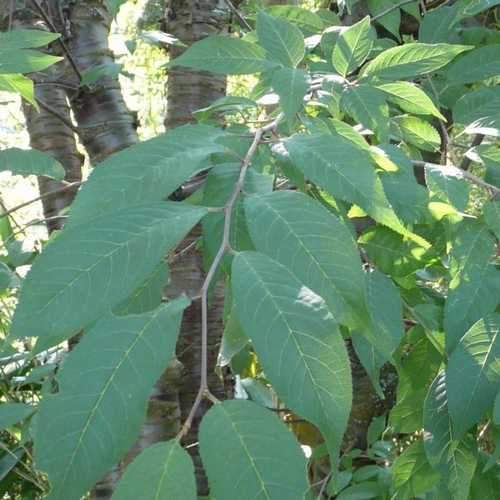 Prunus serrula - Tibetan cherry - Future Forests