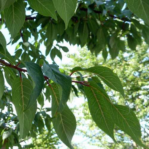 Prunus serrula - Tibetan cherry - Future Forests