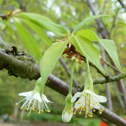 Prunus serrula - Tibetan cherry - Future Forests