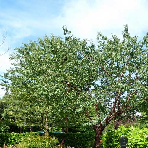 Prunus serrula - Tibetan cherry - Future Forests