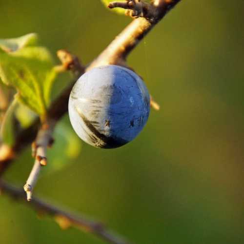 Prunus spinosa - Blackthorn - Future Forests