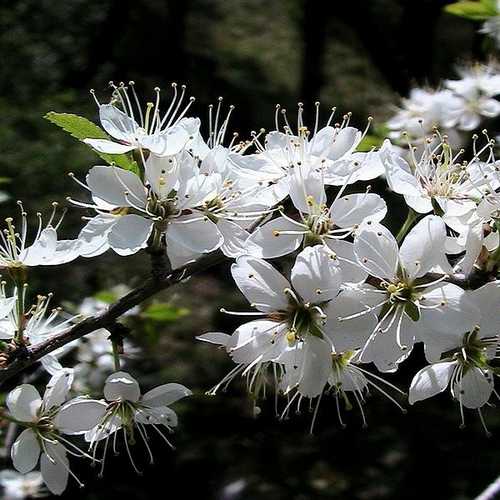 Prunus spinosa - Blackthorn - Future Forests