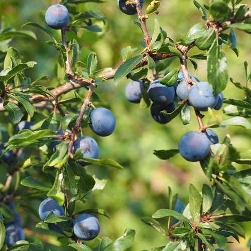 Prunus spinosa - Blackthorn 1-2ft Bareroot