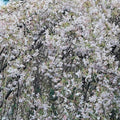 Prunus x yedoensis Shidare-yoshino - Future Forests