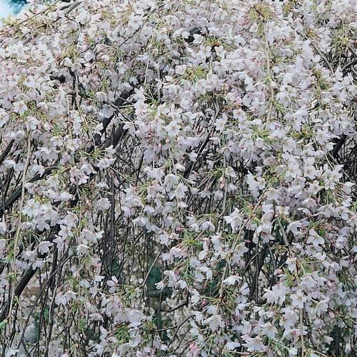 Prunus x yedoensis Shidare-yoshino - Future Forests
