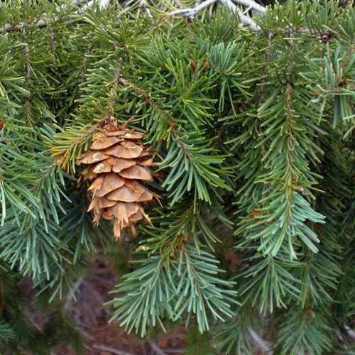 Pseudotsuga menziesii - Douglas fir - Future Forests