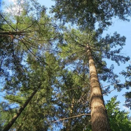 Pseudotsuga menziesii - Douglas fir Bareroot | 1-2ft