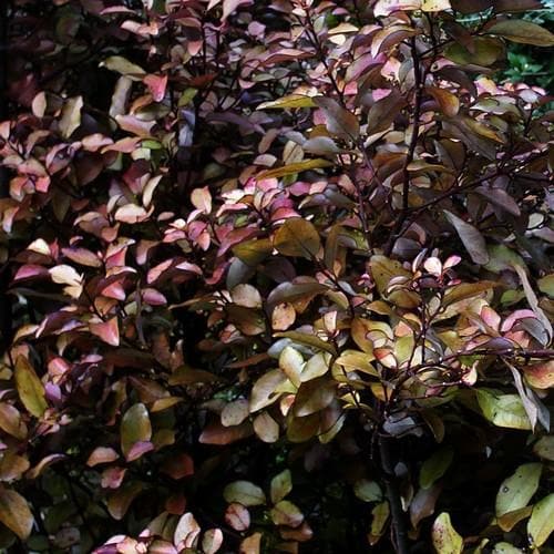 Pseudowintera colorata Marjorie Congreve