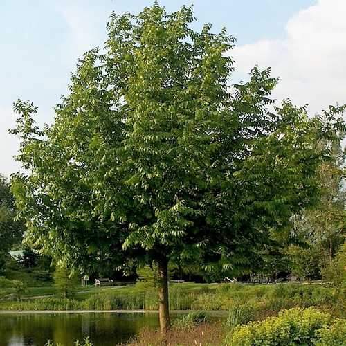 Pterocarya fraxinifolia - Caucasian Wingnut - Future Forests