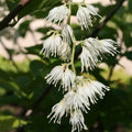 Pterostyrax hispida