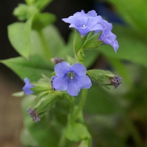 Pulmonaria Blue Ensign - Future Forests