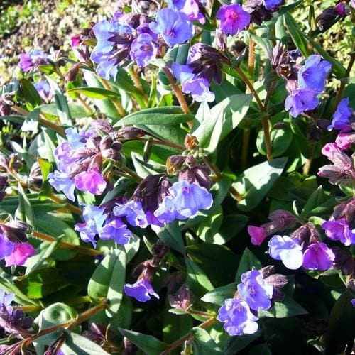 Pulmonaria Blue Ensign - Future Forests