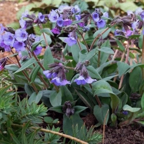 Pulmonaria Blue Ensign - Future Forests