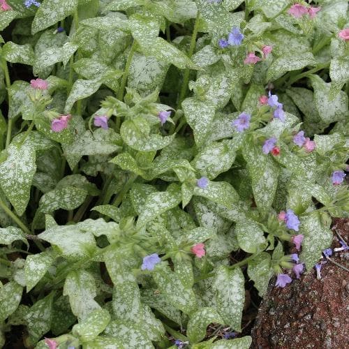 Pulmonaria Raspberry Splash