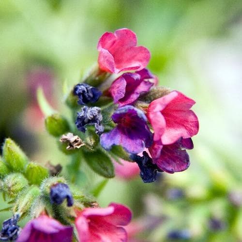 Pulmonaria Raspberry Splash