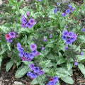 Pulmonaria Diana Clare - Future Forests