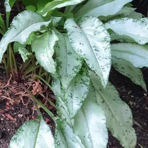 Pulmonaria Diana Clare - Future Forests