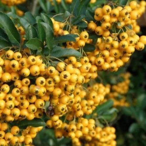 Pyracantha Golden Charmer