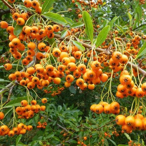 Pyracantha Orange Charmer