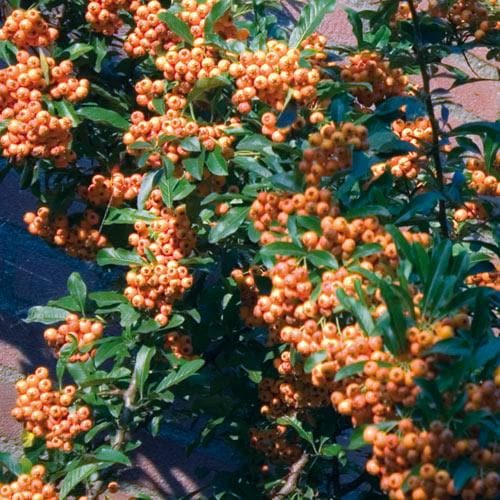 Pyracantha Orange Charmer