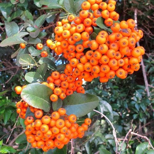 Pyracantha Orange Charmer Pot | 9cm / Young plant