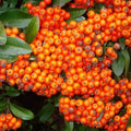 Pyracantha Orange Glow Pot | 9cm / Young plant