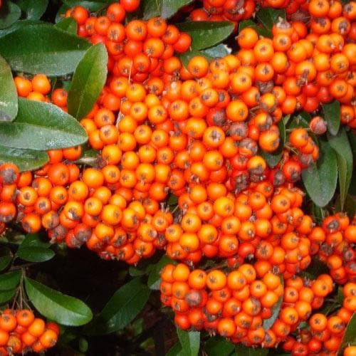 Pyracantha Orange Glow Pot | 9cm / Young plant