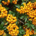 Pyracantha Soleil d'Or Pot | 9cm / Young plant