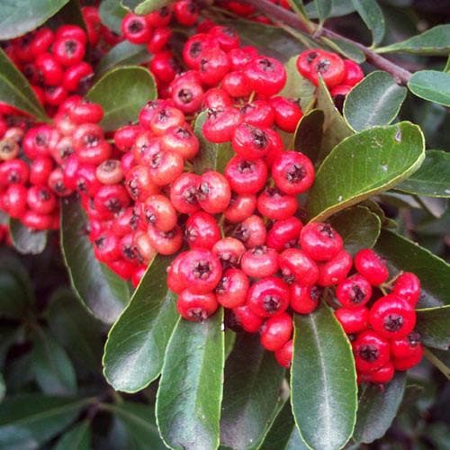 Pyracantha coccinea 'Red Column' - Future Forests