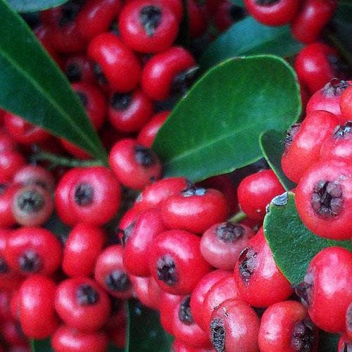 Pyracantha coccinea 'Red Column' - Future Forests