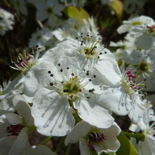 Pyrus calleryana Chanticleer - Future Forests