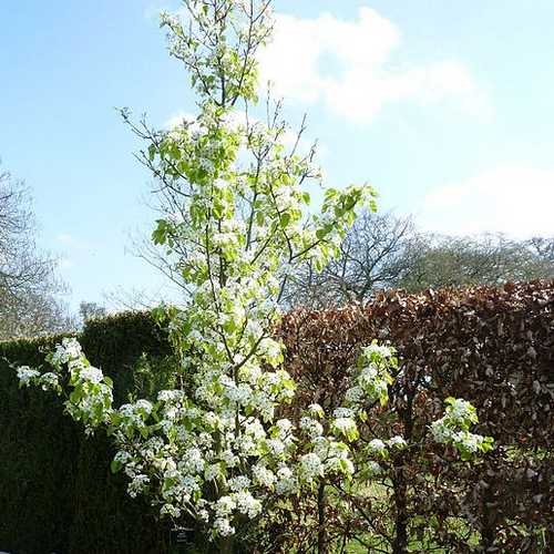 Pyrus calleryana Chanticleer - Future Forests