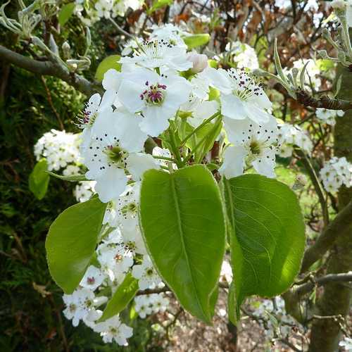 Pyrus calleryana Chanticleer - Future Forests