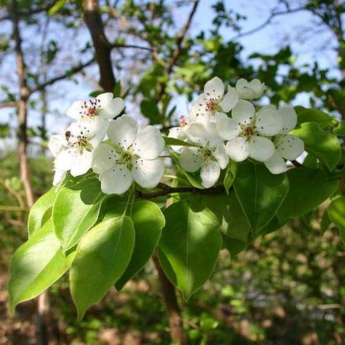 Pyrus communis - Wild Pear Bareroot | 1-2ft