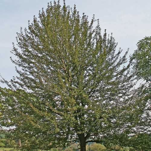 Pyrus communis - Wild Pear - Future Forests