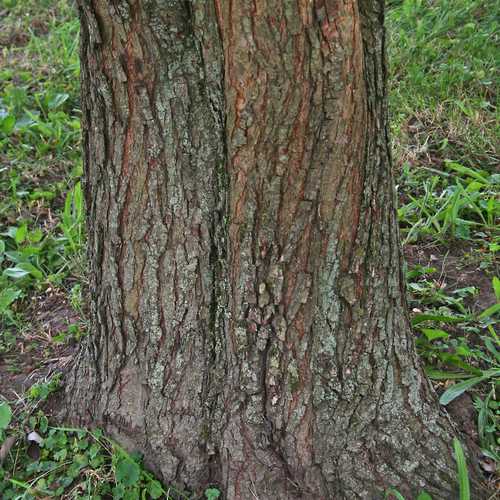 Pyrus communis - Wild Pear - Future Forests