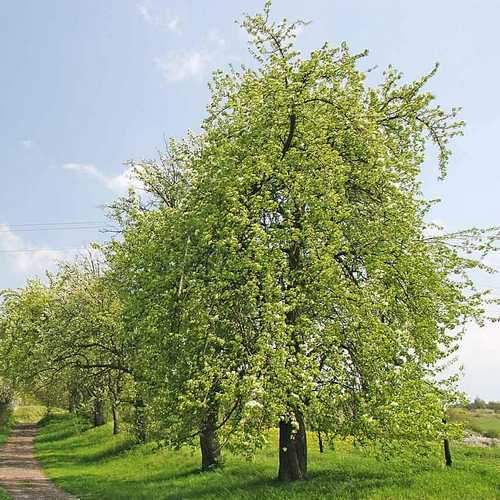 Pyrus communis - Wild Pear - Future Forests