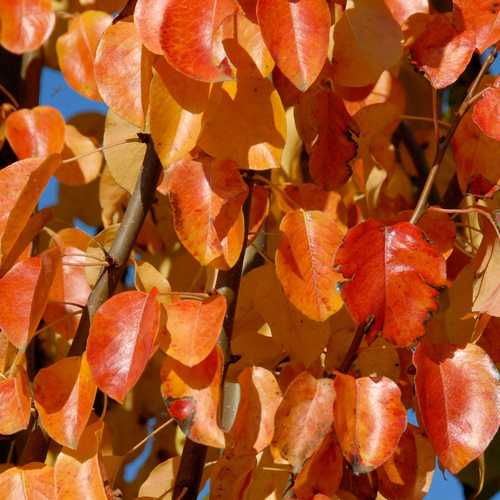 Pyrus communis Beech Hill - Future Forests