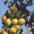 Pyrus communis Beech Hill - Future Forests