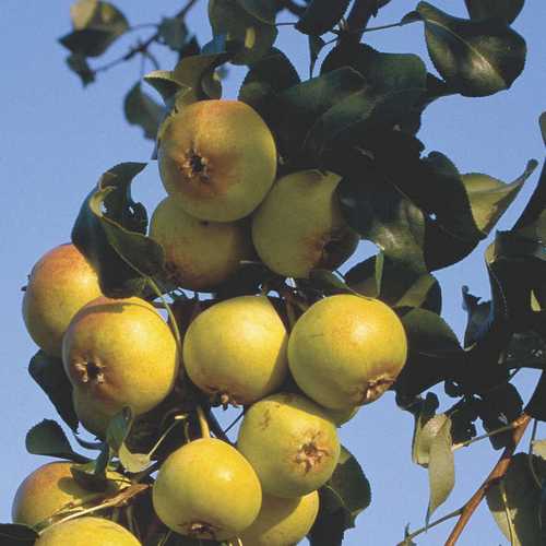 Pyrus communis Beech Hill - Future Forests