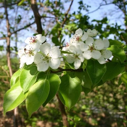 Pyrus communis Beech Hill - Future Forests